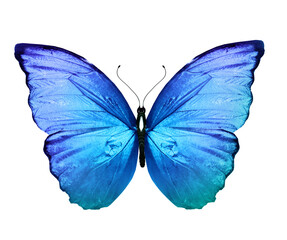 Color Morpho butterfly , isolated on the white background