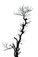 dead tree silhouette vector, tree silhouette isolated on white.