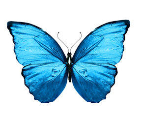Color Morpho butterfly , isolated on the white background