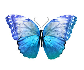 Color Morpho butterfly , isolated on the white background