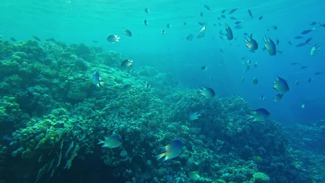 swallow fish (Amblyglyphidodon leucogaster) swims on the background of corals. Red sea egypt