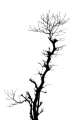 dead tree silhouette, tree silhouette isolated on white.