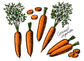 Set of carrots and carrot slices. Fresh healthy vegetables. Farm organic food vector illustration