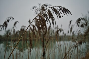 Herbe de Pampa au bord de l'eau
