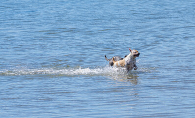 Two dogs being playful in water