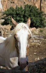 Obraz premium evocative image of a white horse in nature in Sicily 