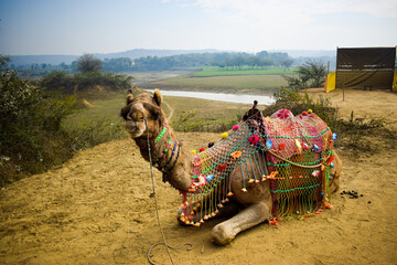 Ship of desert camel, sitting on ground. Camel ride is an attractive tourist attraction for children in desert area 