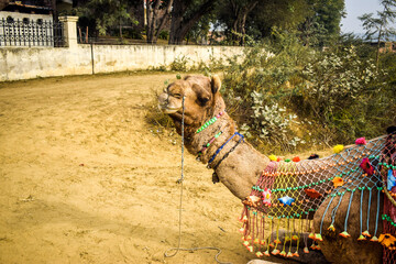 Naklejka premium Ship of desert camel, sitting on ground. Camel ride is an attractive tourist attraction for children in desert area 