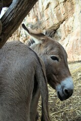 evocative image of donkeys in a shelter in Sicily 
