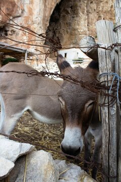evocative image of donkeys in a shelter in Sicily 
