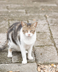 Mongrel cat looking at the camera
