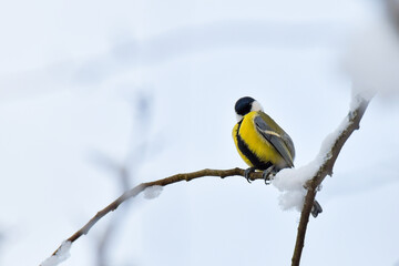 Obraz premium Great Tit (Parus major) is a small colorful bird sitting on a snow-covered branch in a winter day.