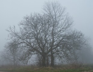 Obraz na płótnie Canvas Arbre dans le brouillard
