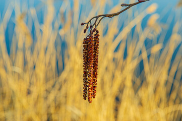 Alder earrings on the background of dry reeds.