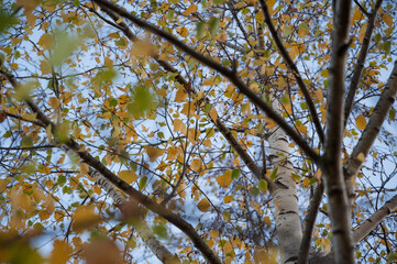 close up of leaves in the tree crown with colorful branches and blue sky spring season