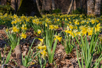 view of a daffodil field in the forest