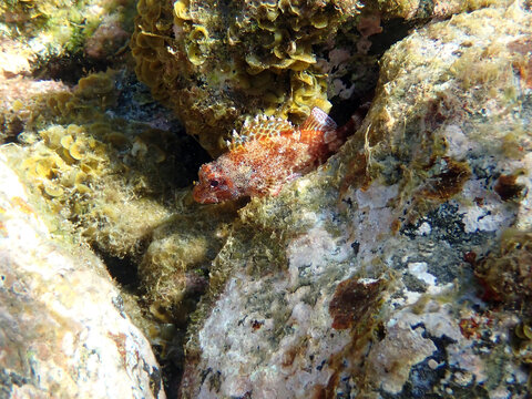 Underwater photo of a red scorpionfish (Scorpaena scrofa) which has venomous spines like other scorpionfish  species (coastal regions around Tenerife island, Spain)