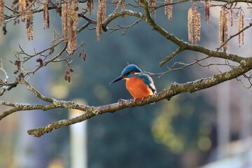 Eisvogel (Alcedo atthis)