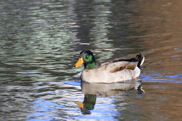 Stockente (Anas platyrhynchos)