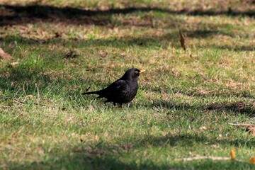 Amsel (Turdus merula)