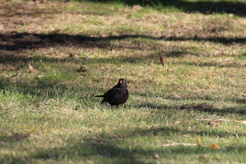 Amsel (Turdus merula)