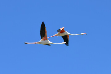 Flying flamingo in the sky Phoenicopterus roseus , Camargue, France
