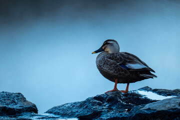 seagull on the rocks