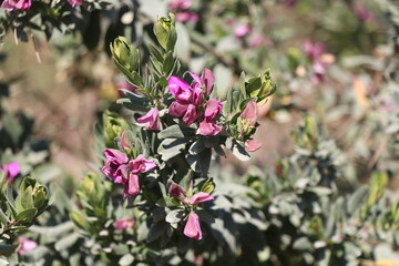 pink flowers in the garden
