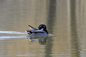 Stockente (Anas platyrhynchos)