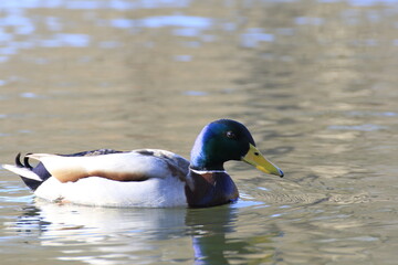 Stockente (Anas platyrhynchos)