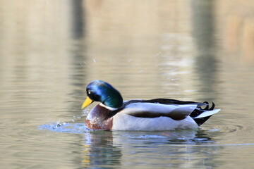 Stockente (Anas platyrhynchos)