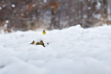 Eurasian Yellowhammer (Emberiza citrinella) and Chaffinch (Fringilla coelebs) little birds sit in a snowy field looking for food in winter.