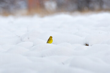 Eurasian Yellowhammer (Emberiza citrinella) a small yellow bird sits in a snow-covered field and searches for food on a winter day.