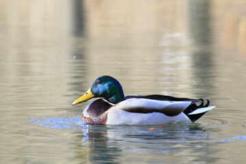 Stockente (Anas platyrhynchos)