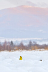 Eurasian Yellowhammer (Emberiza citrinella) is a small yellow bird sitting in a snow-covered field with mountains in the background.