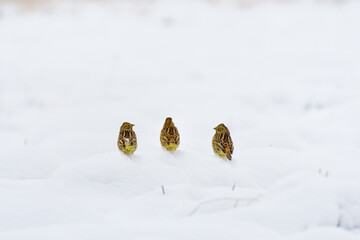 Eurasian Yellowhammer (Emberiza citrinella) three little yellow birds sit in the snow-covered field.