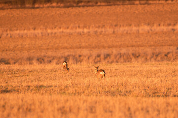 Naklejka na ściany i meble Roe deer graze in the field, one animal listens and looks for threats.