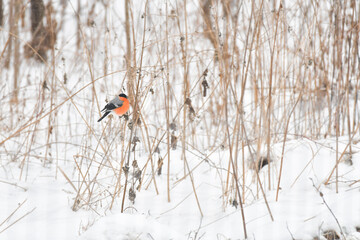 Bullfinches (Pyrrhula), a small bird with an orange belly, sits on a thin branch on a winter's day.