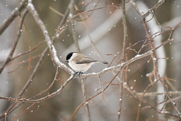 Marsh tit (Poecile palustris) little bird sitting on a branch in a winter day.