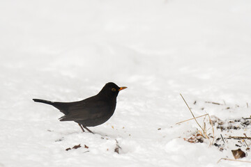Blackbird (Turdus merula) A black bird stands in the snow and looks for grains to eat on a winter's day.