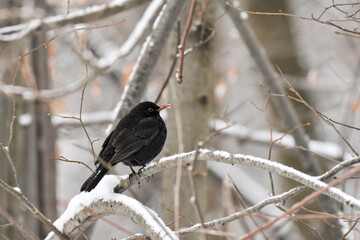 Blackbird (Turdus merula) black bird sitting on a branch in a winter day.