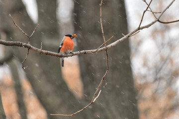 Bullfinches (Pyrrhula) a small bird with an orange belly sitting on a branch with the seed in its...