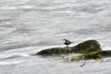 Throated dipper (Cinclus cinclus) a small brown white-bellied water bird, standing on a rock protruding from the river, waiting for the fish to pass by.