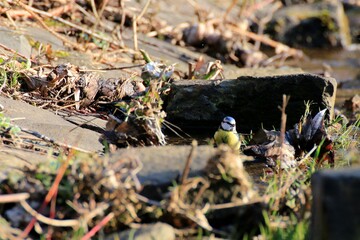Blaumeise beim Baden (Cyanistes caeruleus)