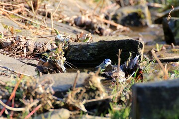 Blaumeise beim Baden (Cyanistes caeruleus)