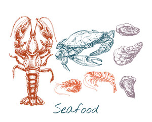 284_lobster_crab_oyster_Shrimp_crab, lobster, oyster, shrimp, seafood graphic illustrations set, realistic sketch,