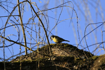 Kohlmeise (Parus major)