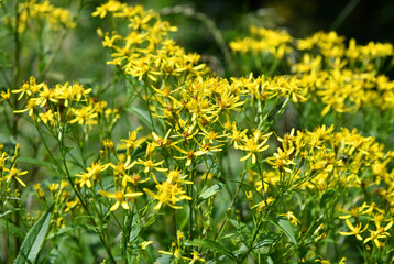 Senecio ovatus
