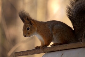 Naklejka na ściany i meble squirrel on a bench at spring