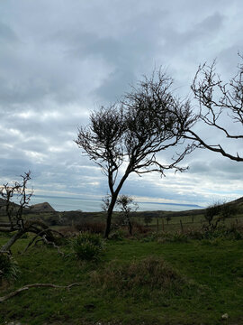 tree on a hill